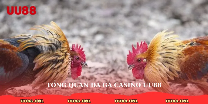 Tổng quan đá gà casino uu88